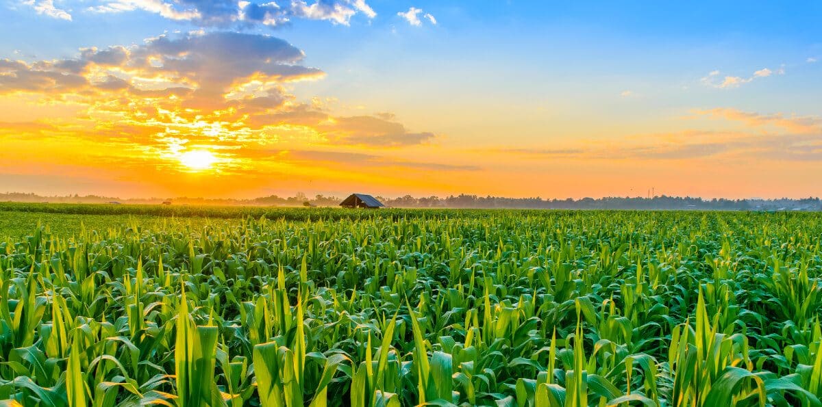 Role of Cloud Tech and Applications in Agriculture | Agmatix