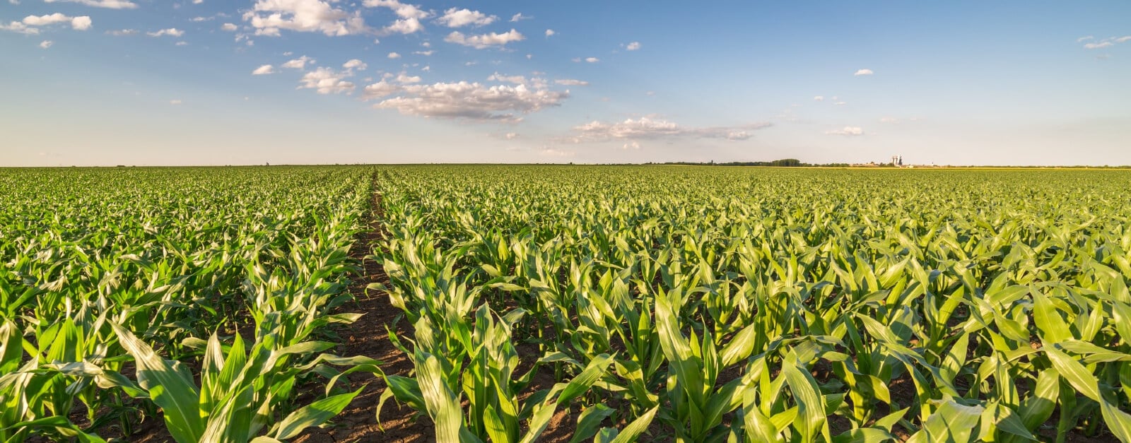 How Cloud-Based Solutions Streamline Agronomic Trials | Agmatix